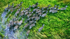 nature zebras Animals running