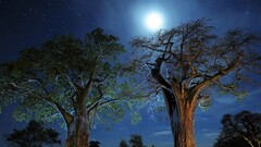 nebula sky Trees night lights landscape nature