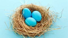 nests eggs blue background blue cyan background cyan light blue