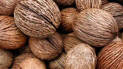 nuts food national geographic closeup veins