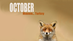 October Month fox