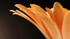 orange flowers Flowers macro Plants orange