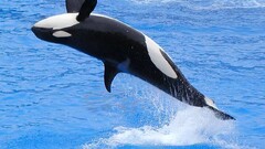 Orca jumping Animals
