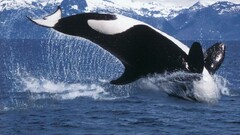 Orca Sea water whale Animals