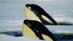 Orca water whale Animals