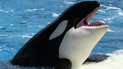 Orca whale Sea Animals