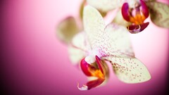 Orchids overcast Plants petals Flowers