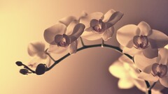 Orchids Plants Flowers