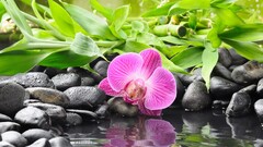 Orchids stones Flowers reflection