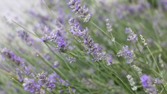 outdoors Flowers Plants