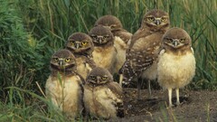 owl Animals Birds wildlife nature