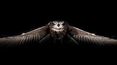owl Birds Animals
