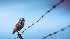 owl Birds fence barbed wire Animals
