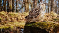 owl Birds mice moss Animals