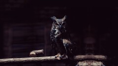 owl dark Birds