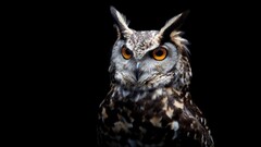 owl orange eyes Birds black background Animals