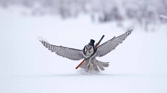 owl winter snow Photo manipulation Animals Birds