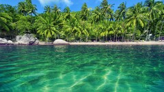 palm trees water beach tropical