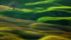 palouse landscape field