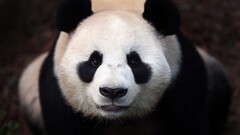 panda Animals Bears frontal view