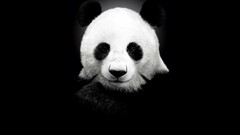 panda black monochrome Animals