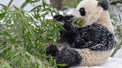panda snow leaves