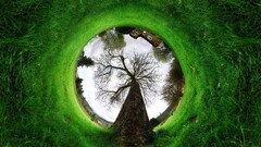 panoramic sphere grass Plants