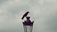 Paris street light horizon gray raven