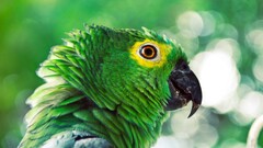 parrot Birds Green Animals photography