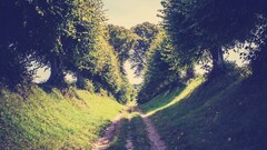 path Trees outdoors Plants