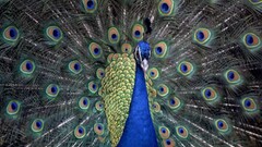 Peacocks Animals Birds