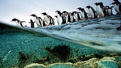 Penguins Birds rock water split-view Animals