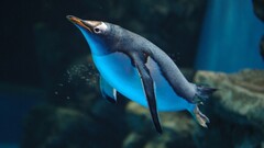 Penguins Birds underwater