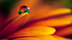 petals Flowers dew macro water drops Plants colorful