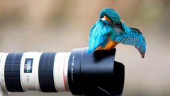 photography camera Birds Animals