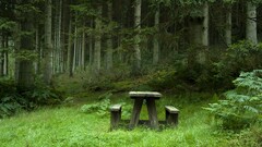 photography forest bench nature table