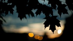 photography leaves bokeh silhouette nature lights