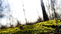 photography nature grass bokeh
