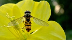 photography nature insect macro Animals