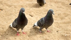 Pigeons Russia Birds Animals sand Beige