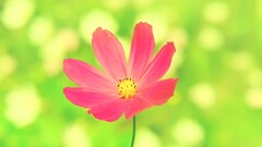 pink flowers cosmos flower Plants Green pink bright colorful