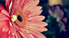 pink flowers Flowers nature macro