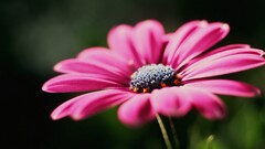 pink flowers macro Daisies