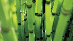 Plants bamboo nature branch Green reeds