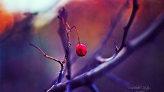 Plants Berries branch purple