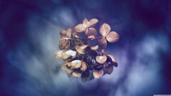 Plants blue background leaves