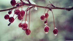 Plants branch ice wet red berries macro
