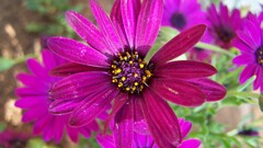 Plants closeup blossom