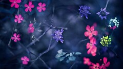 Plants colorful Flowers