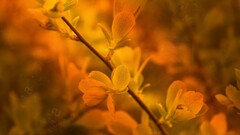 Plants colorful twigs